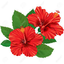 Images For Red Hibiscus Flower Painting Flower Painting Hibiscus Drawing Hibiscus