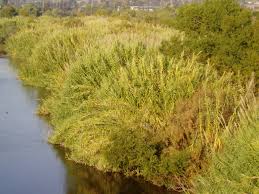 Image result for Arundo donax