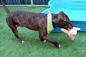 Hunter A1100326 Dog Pounds Rescue Dogs Save Animals