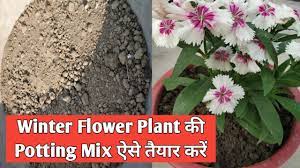 How To Grow Vinca Sadabahar Flower Seeds Vinca Sadabahar Ke Seed Kaise Ugaye Vinca Plant Youtube