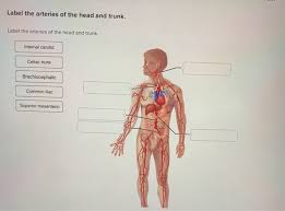 There's an inverse relationship between the length of the common iliac and the internal iliac arteries. Label The Arteries Of The Head And Trunk Label The Chegg Com