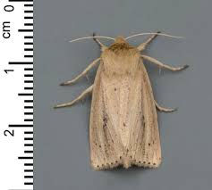 Image result for Anania perlucidalis