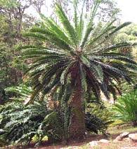 Image result for Encephalartos transvenosus