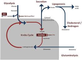 Prostate cancer is a common type of cancer in men, according to the mayo clinic. Frontiers The Metabolic Phenotype Of Prostate Cancer Oncology