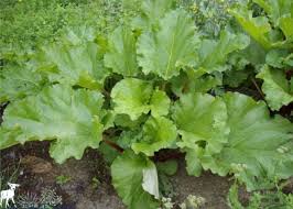 Wholesale suppliers and exporters of rhubarb roots and stem. How To Grow Rhubarb For A Perpetual Harvest That Lasts For Decades Joybilee Farm Diy Herbs Gardening