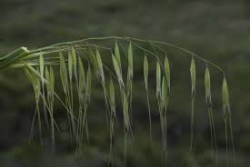 Image result for Grona barbata