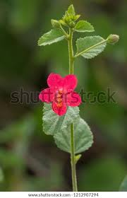 Image result for Hibiscus aponeurus