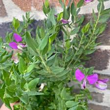 Image result for Polygala dewevrei