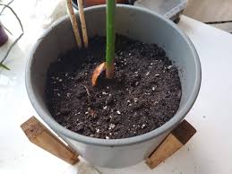 These are the easiest trees to remove from their containers because you can just use there's never been any benefit shown in adding compost or fertilizer to an avocado tree's planting hole. 1 Year Old Avocado Tree Drooping Leaves After Repotting Gardening Landscaping Stack Exchange
