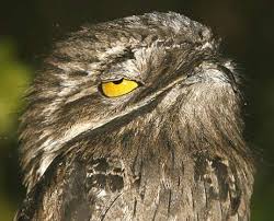 Bird With Big Eyes Great Potoo Clever Big Eyes Hidden In The Forest Great Potoo Weird Birds Potoo Bird