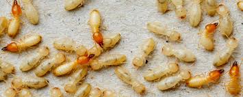 Termite and pest control exterminating services serving metro atlanta and northwest georgia. Termite Control West End