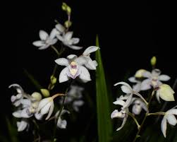 Image result for Ottelia kunenensis