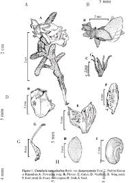 Image result for Crotalaria onobrychis