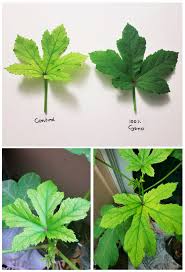 The Application of Cyanobacteria as a Biofertilizer for Okra (Abelmoschus  esculentus) Production with a Focus