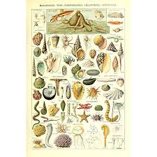 vintage poster print art sea creature seashell marine life collection identification reference chart wall decor 20 87 x 31 5