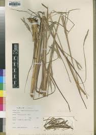 Image result for Elymandra