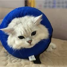 Buy cat scratching posts and get the best deals ✅ at the lowest prices ✅ on ebay! Elizabeth Collar Cat Dog Collar Pet Protection Cap Anti Scratch Dog Collar Shopee Malaysia