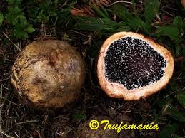Image result for Scleroderma polyrhizon