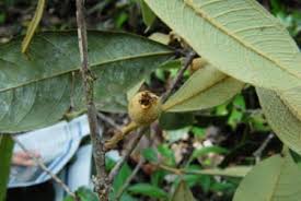 Image result for Ochna dolicharthros