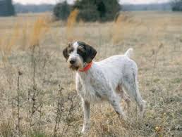 Champion bred wirehairs for your whole family to enjoy and admire. German Wirehaired Pointer Dog Breed Profile Petfinder