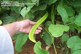 Image result for Canavalia ensiformis