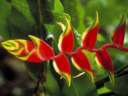 Lobster Claw False Bird Of Paradise Heliconia Southern Living Southern Living