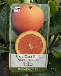 Dwarf fruit trees home depot. Where Should You Buy A Fruit Tree Greg Alder S Yard Posts Southern California Food Gardening
