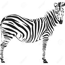 Drawing Of A Zebra On The African Savannah Royalty Free Cliparts Vectors And Stock Illustration Image 9719064 African lion enjoying the savannah grasslands print. drawing of a zebra on the african savannah
