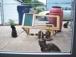 This product for cats was inspired by projects of marcel breuer. Feral Fixers E Newsletter 11