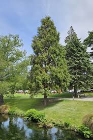 Image result for Cupressus torulosa