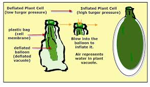 Turgor pressure plant cell shape. Fast Plant Movement Vancleave S Science Fun