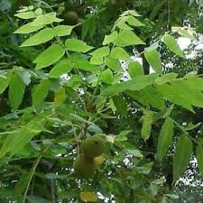 Image result for Juglandaceae