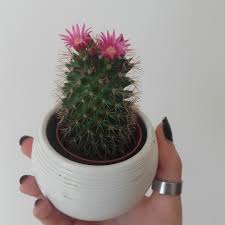 My cactus brush arrived and i immediately tested it. Mammillaria Spinosissima Subsp Pilcayensis Bristle Brush Cactus In Gardentags Plant Encyclopedia