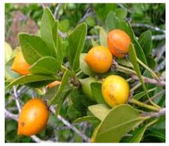 Image result for Macrotyloma maranguense
