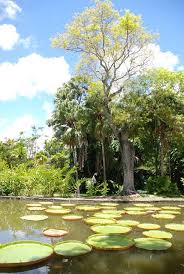 J'ai eu la chance d'aller 3 fois à l'ile maurice et de visiter tout le jardin de pamplemousse : Jardin De Pamplemousse Ile Maurice Mapio Net
