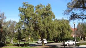 Image result for Schinus molle