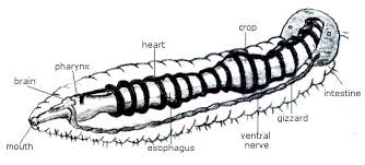 Annelids have developed digestive systems, nervous systems and possess an enclosed circulatory system. Notes Annelids