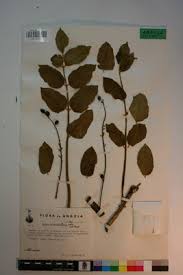 Image result for Brucea antidysenterica