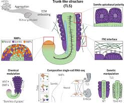 Check spelling or type a new query. Mouse Embryonic Stem Cells Self Organize Into Trunk Like Structures With Neural Tube And Somites Science