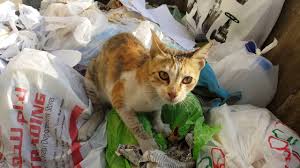 They would probably enjoy dry or canned cat food or some tasty tuna fish. Breakfast For A Street Cat Named Bob What Stray Cats Eat Lucky Kitten Youtube
