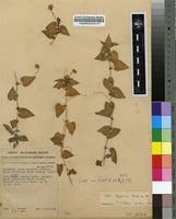 Image result for Viola abyssinica