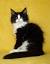 Black And White Ragamuffin Cat