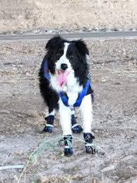 Maybe you would like to learn more about one of these? PoveÈ™tile Noastre Canine Addison S Resources EducaÈ›ie Care