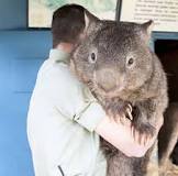 Are wombats friendly? - Quora