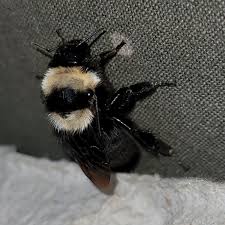Image result for Bombus hyperboreus