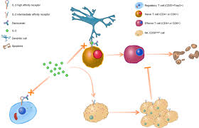 Anomalías como un derrame cerebral, lesión de la. Daclizumab In Multiple Sclerosis Neurologia Com