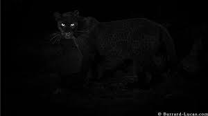 We hope you enjoy our growing collection of hd images to use as a background or home screen for your smartphone or computer. Black Panther Rare Animal Caught On Camera In Kenya Bbc News