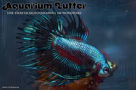 Hello betta lovers today we would like to talking about crowntail betta. Aquarium Lutter Crowntail Dragon Kampffisch