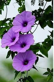 Sign In Morning Glory Flowers Amazing Flowers Beautiful Flowers