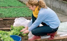 Gemuse Anbau Mit Vlies Netz Und Folie Gartenpflanzen Gemuse Anbauen Und Garten